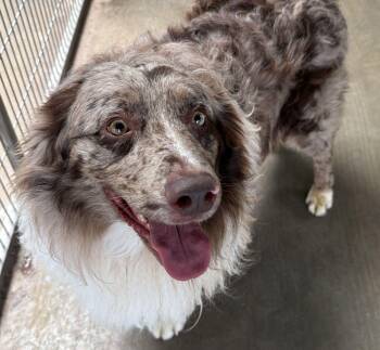 Blake -  Australian Shepherd Dog for Adoption in Canutillo, Texas - Blake | PetCurious