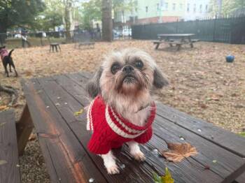 Rescue Shih Tzu Dogs for Adoption - Santana | PetCurious