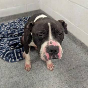 Mixed Breed Dogs Available for Adoption in Jeffersonville, Indiana - Smooch | PetCurious