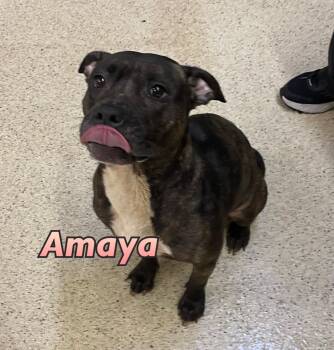 Amaya -  Terrier Dog for Adoption in Muncie, Indiana - Amaya | PetCurious