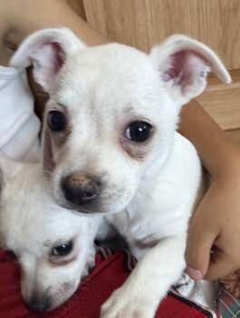 Chevy -  Chihuahua Dog for Adoption in Deming, New Mexico - Chevy | PetCurious
