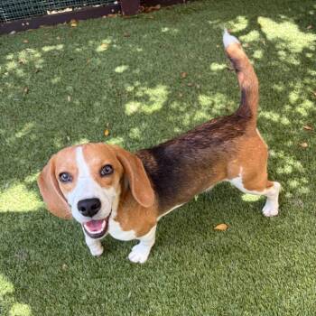 Jamie GJI5 AKA Daisy - 1364 -  Beagle Dog for Adoption in Loxahatchee Groves, Florida - Jamie GJI5 AKA Daisy - 1364 | PetCurious