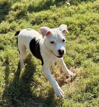 RALEIGH -  American Bulldog and Mixed Breed Dog for Adoption in Thompson, Pennsylvania - RALEIGH | PetCurious