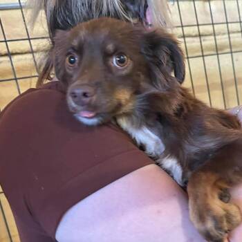 SydneyMini Aussie -  Australian Shepherd and None Dog for Adoption in Loves Park, Illinois - SydneyMini Aussie | PetCurious