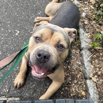 Bruno -  Mixed Breed Dog Available for Adoption in Vassalboro, Maine - Bruno | PetCurious