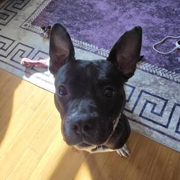 Darla -  American Staffordshire Terrier Dog for Adoption in Shiloh, Illinois - Darla | PetCurious