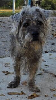 Terrier Dogs Available for Adoption - Tony 5341 | PetCurious