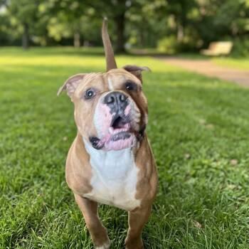 Chunky -  English Bulldog Dog for Adoption in East St. Louis, Illinois - Chunky | PetCurious