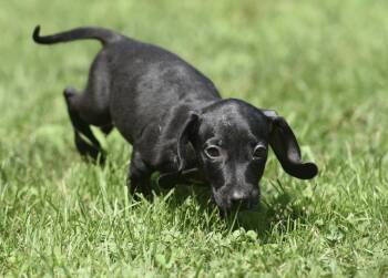 Alyissa -  Dachshund Dog for Adoption in Mechanicsburg, Pennsylvania - Alyissa | PetCurious