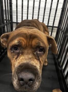Rescue Mixed Breed Dogs for Adoption in West Chester, Pennsylvania - Easten | PetCurious