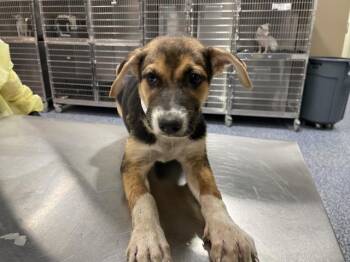 A1935703 -  German Shepherd Dog Dog for Adoption in Thousand Palms, California - A1935703 | PetCurious