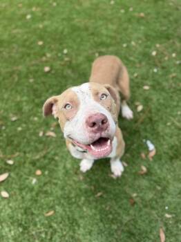 Kaiser - 1 -  Pit Bull Terrier and Mixed Breed Dog for Adoption in Daytona Beach, Florida - Kaiser - 1 | PetCurious