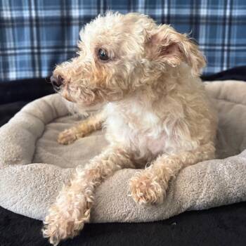 KORIE -  Poodle Dog for Adoption in Chico, California - KORIE | PetCurious