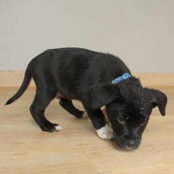 Shepherd and Pit Bull Terrier Dogs Available for Adoption in Minnetonka, Minnesota - Kayak D68835 | PetCurious