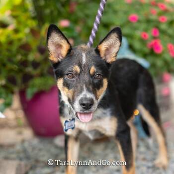 Dijon -  Australian Cattle Dog Blue Heeler Dog for Adoption in Wake Forest, North Carolina - Dijon | PetCurious