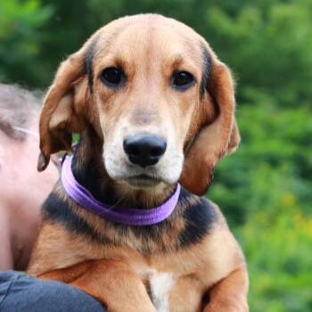 CT Marby -  Beagle and Mixed Breed Dog for Adoption in Stormville, New York - CT Marby | PetCurious