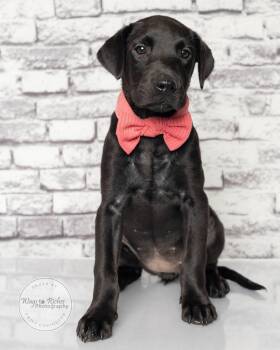 Labrador Retriever Dogs Available for Adoption in Tuscaloosa, Alabama - Mary - 10 Weeks Old! | PetCurious