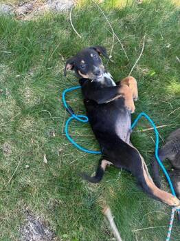 Australian Cattle Dog Blue Heeler Dogs Available for Adoption in Colorado Springs, Colorado - William | PetCurious