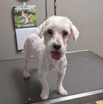 DR. LOOMIS -  Maltese Dog for Adoption in Las Vegas, Nevada - DR. LOOMIS | PetCurious