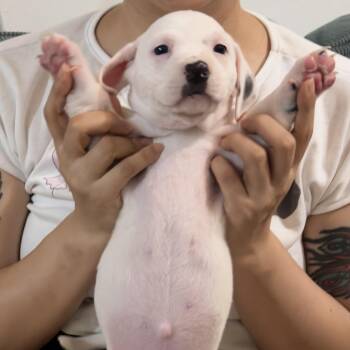 Banana Taffy -  Mixed Breed Dog for Adoption in New York, New York - Banana Taffy | PetCurious