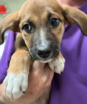 Bashful -  Shepherd Dog Available for Adoption - Bashful | PetCurious