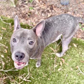 Thor -  Mixed Breed Dog for Adoption in Milton, Florida - Thor | PetCurious