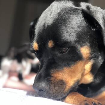 Mya -  Rottweiler and Mixed Breed Dog for Adoption in Beaumont, Texas - Mya | PetCurious