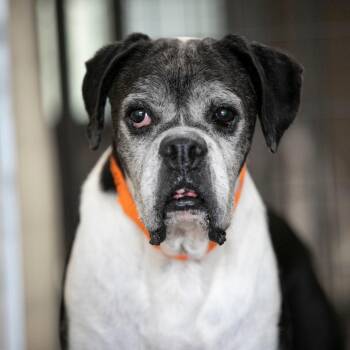 Wicket (AG26-94) -  Boxer and None Dog for Adoption in Peyton, Colorado - Wicket (AG26-94) | PetCurious