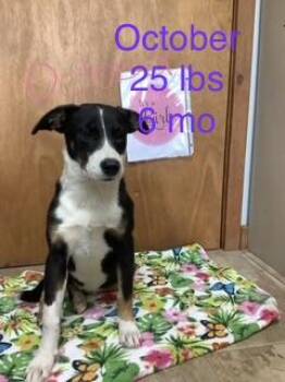 October -  Rat Terrier and Border Collie Dog for Adoption in Welling, Oklahoma - October | PetCurious