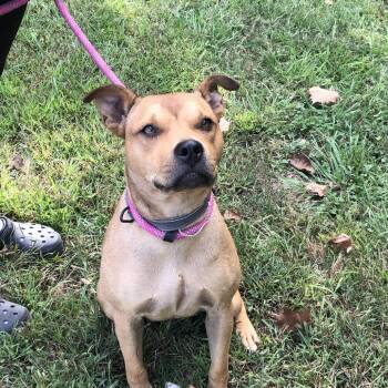Rescue Terrier Dogs for Adoption in Clanton, Alabama - Sandy | PetCurious