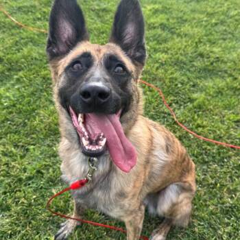 Matcha -  German Shepherd Dog and Dutch Shepherd Dog for Adoption in Las Vegas, Nevada - Matcha | PetCurious