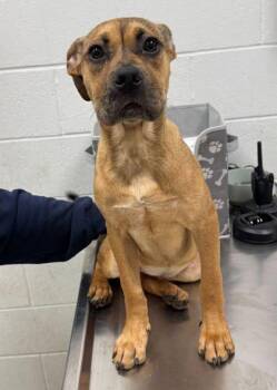 Mixed Breed Dogs Available for Adoption in Kansas City, Missouri - Chamois | PetCurious