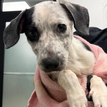 Lonnie -  Mixed Breed Dog for Adoption in Abilene, Texas - Lonnie | PetCurious