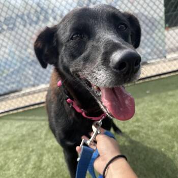Lilyann -  Mixed Breed Dog for Adoption in Philadelphia, Pennsylvania - Lilyann | PetCurious