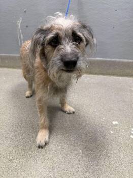 Terrier Dogs Available for Adoption in Las Vegas, Nevada - BERNIE | PetCurious