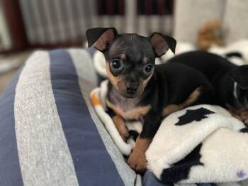 London -  Chihuahua and Miniature Pinscher Dog for Adoption in Shermans Dale, Pennsylvania - London | PetCurious