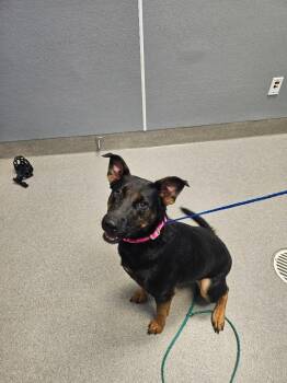 Kehlani -  Shepherd Dog for Adoption in Bloomington, Indiana - Kehlani | PetCurious
