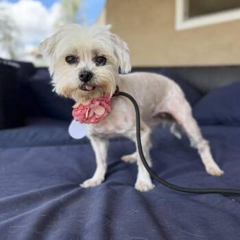 Maltese Dogs Available for Adoption in Ramona, California - Mimi Meadowlark | PetCurious