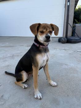 Raisin -  Mixed Breed Dog for Adoption in Los Angeles, California - Raisin | PetCurious