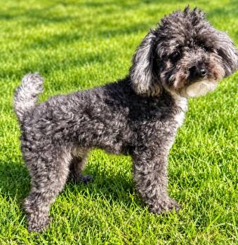 Rylo -  Poodle Dog for Adoption in Waldorf, Maryland - Rylo | PetCurious