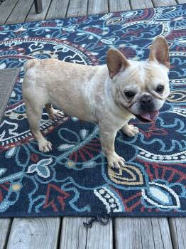 FIONA (FiFi) -  French Bulldog Dog for Adoption in Elyria, Ohio - FIONA (FiFi) | PetCurious