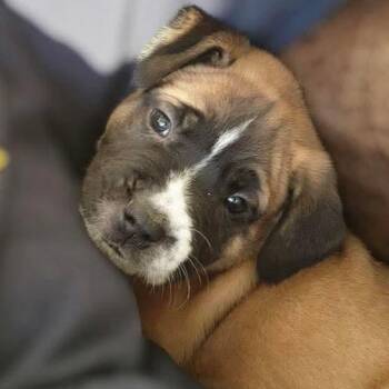 Pit Bull Terrier Dogs Available for Adoption - Bagley | PetCurious