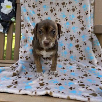 Pup 1 -  Mixed Breed Dog for Adoption in Moravia, New York - Pup 1 | PetCurious
