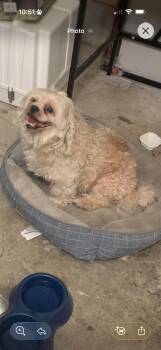 Mickie -  Cocker Spaniel Dog for Adoption in Egg Harbor City, New Jersey - Mickie | PetCurious