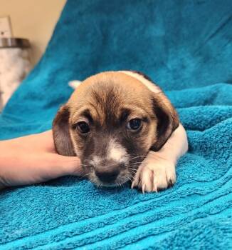 Rescue Chihuahua Dogs for Adoption in Kennewick, Washington - Lassie | PetCurious