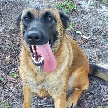 Prim @ Foster -  Shepherd Dog for Adoption in Summerville, South Carolina - Prim @ Foster | PetCurious