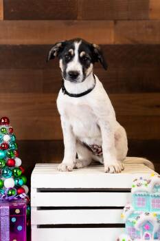 Rescue Great Pyrenees Dogs for Adoption in Brighton, Colorado - #1000-25 (Buddy) | PetCurious