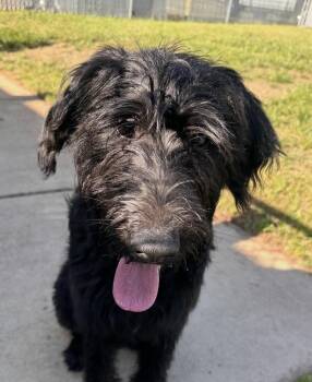 Schnauzer and Poodle Dogs Available for Adoption in Washington, District Of Columbia - Pup Schnoodle | PetCurious