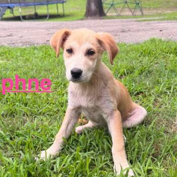 Daphne (20260603-07) -  Black Labrador Retriever and Great Pyrenees Dog Available for Adoption in Niagara Falls, Ontario - Daphne (20260603-07) | PetCurious