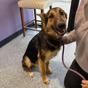 German Shepherd Dog and Australian Cattle Dog Blue Heeler Dogs Available for Adoption in Lenexa, Kansas - Franklin | PetCurious